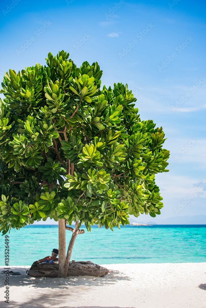 A tree on the beach fullfilled with many big leaves and enduranc