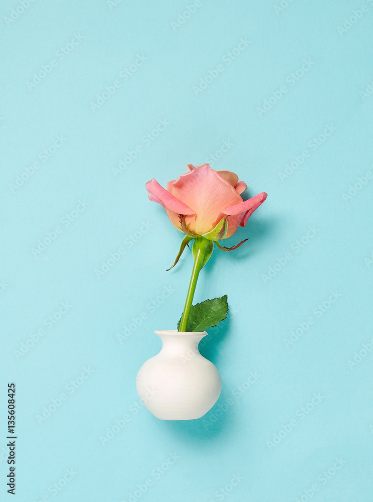 pink rose in white vase on blue background