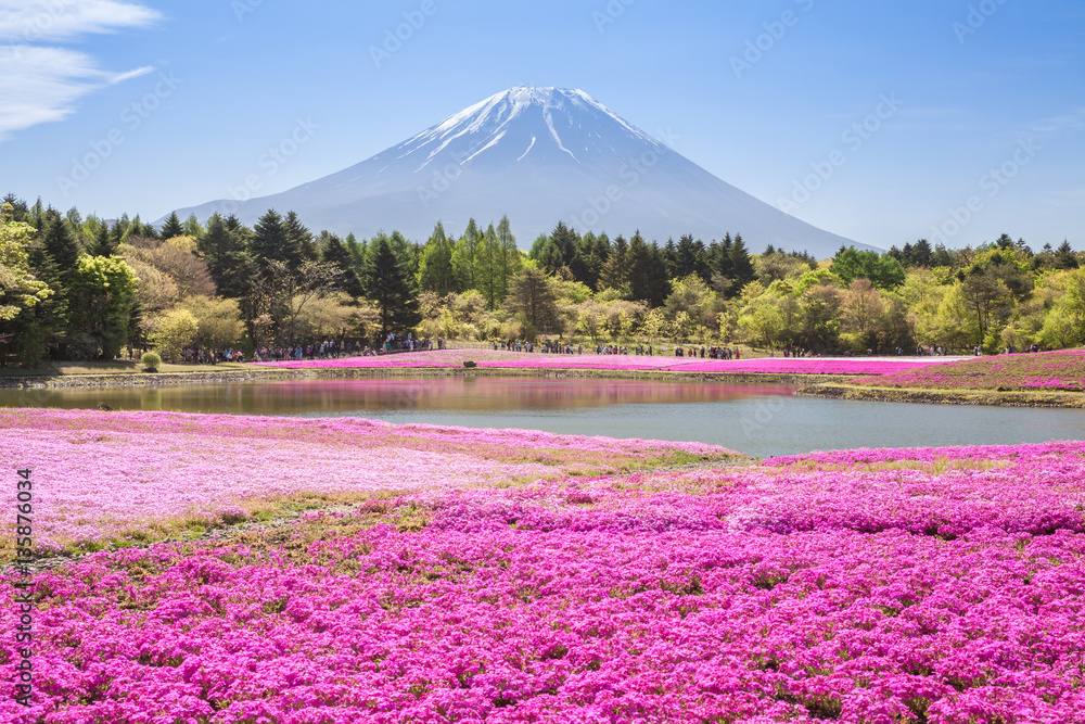 Mountain Fuji and pink moss field in spring season..