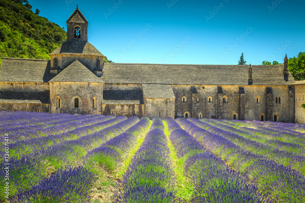 Abbey of Senanque with amazing lavender field, Gordes, Provence, France