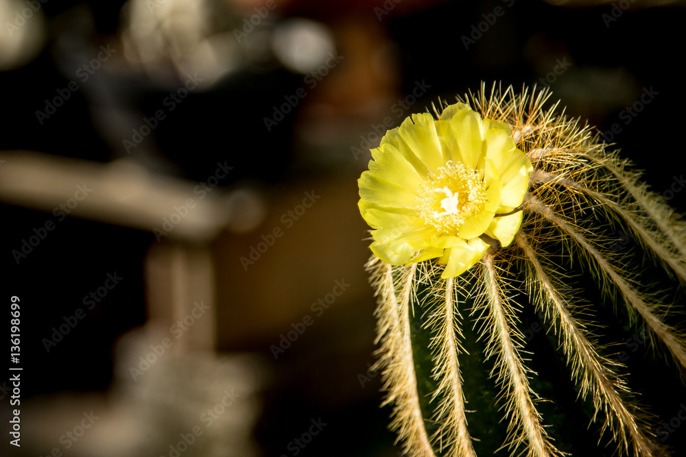 cactus and yellow flower