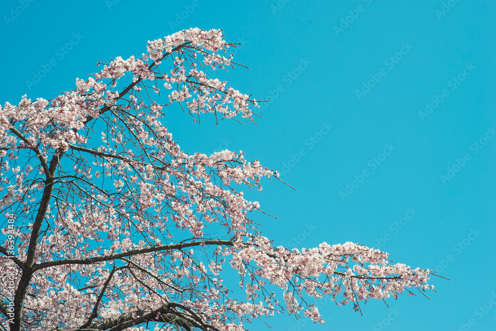 美丽的樱花樱花在春天的蓝天上绽放。