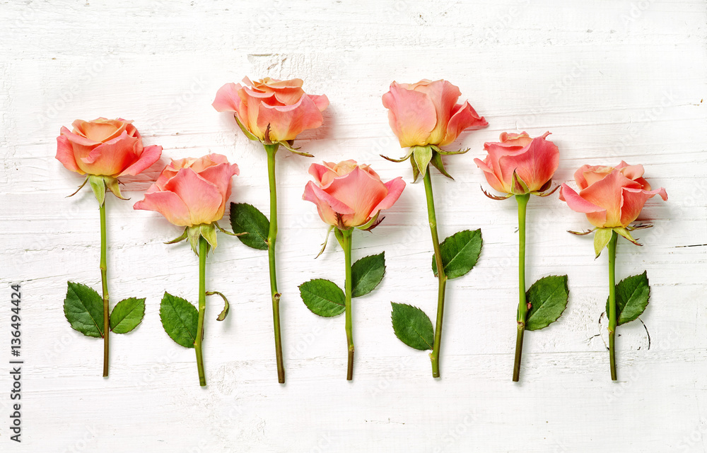 pink roses on white wood background