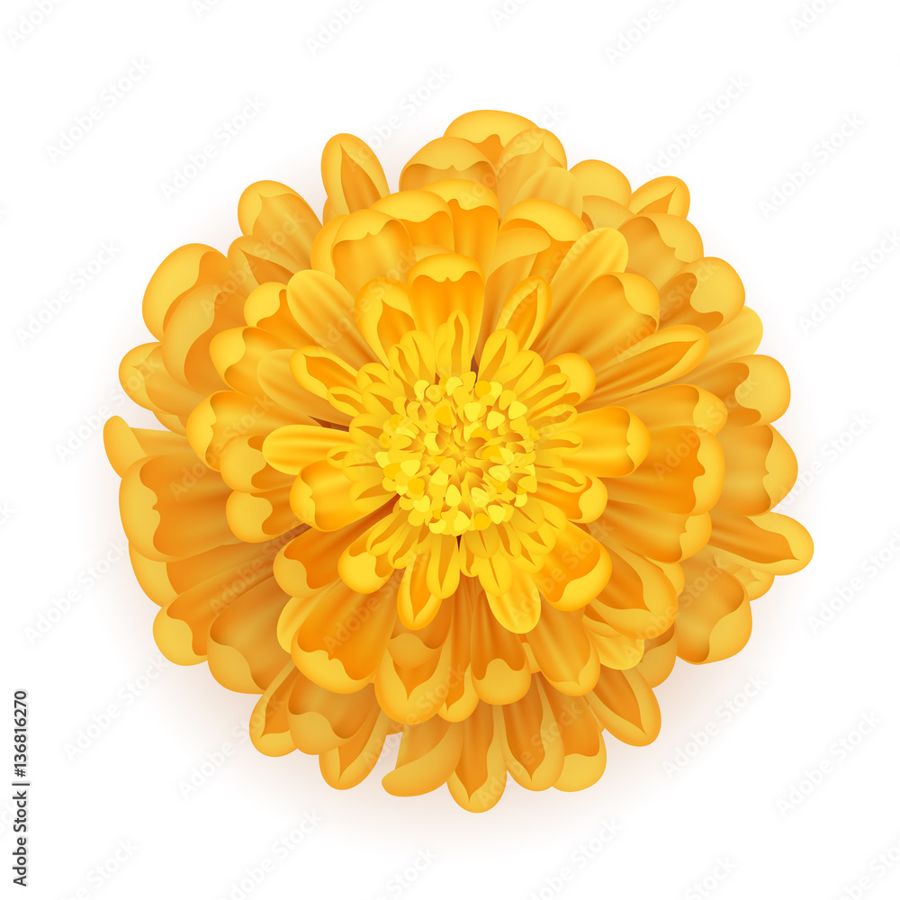 Chrysanthemum flower background illustration.