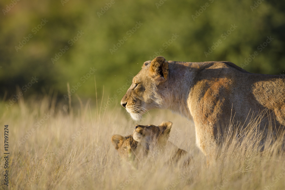 Lion (Panthera leo) adult female and cubs. Kalahari. Northern Cape. South Africa.