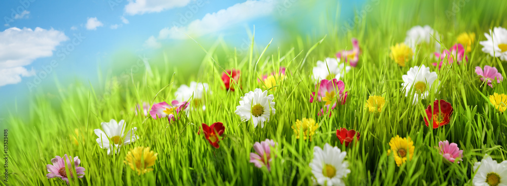 草地上的春花