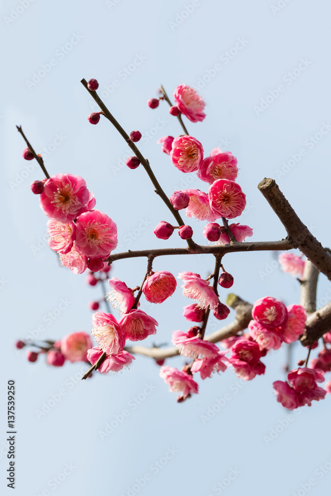 red plum blossom branches
