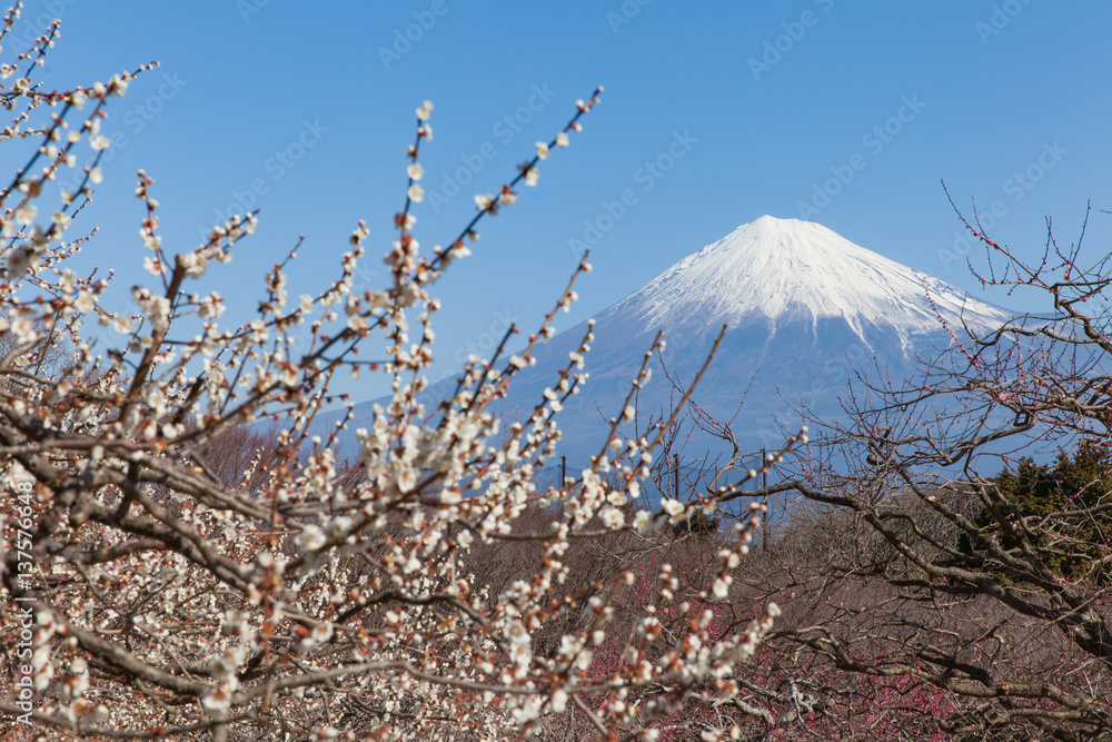 春天的中国梅花和富士山……