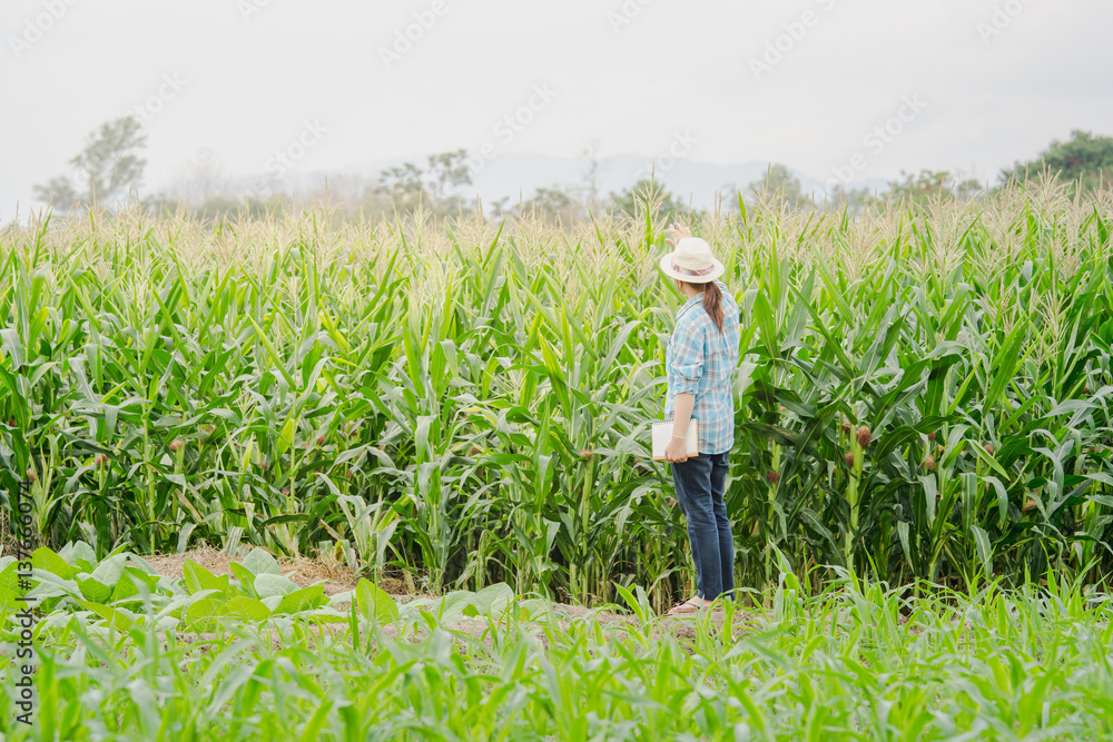 woman farmer on green corn field in agricultural garden