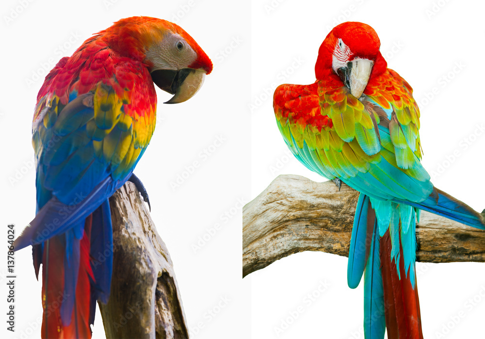 Colorful parrot isolated in white background