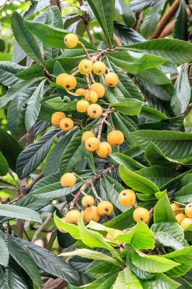 Ripe loquat fruits on the tree