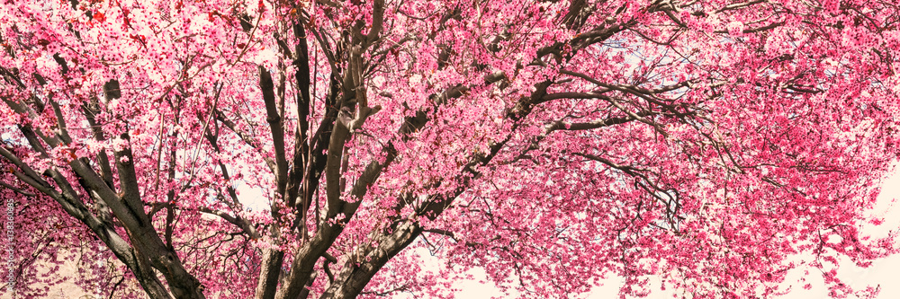 春天开粉红色花朵的树
