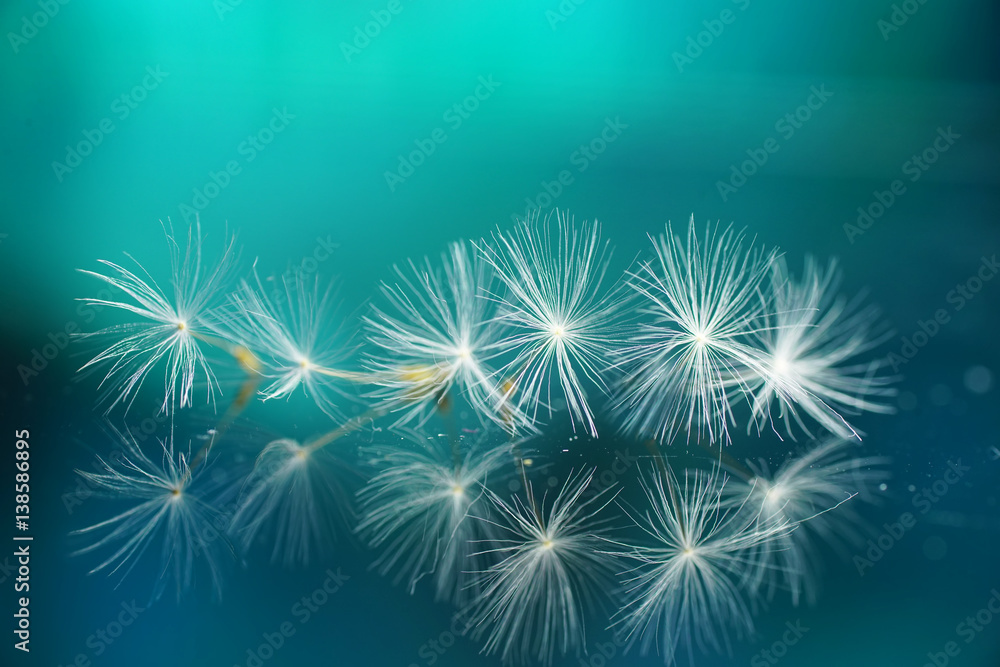 Seeds of dandelion flowers on a mirror with reflection on a turquoise background. Air soft image tem
