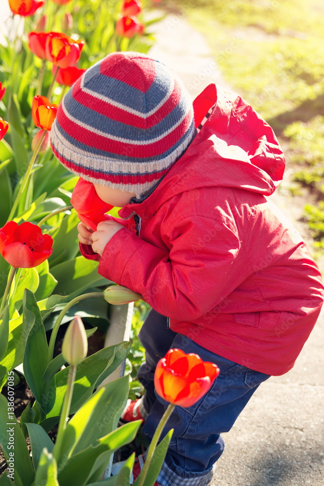 Little child smelling tulips on the flower bed in beautiful spring day