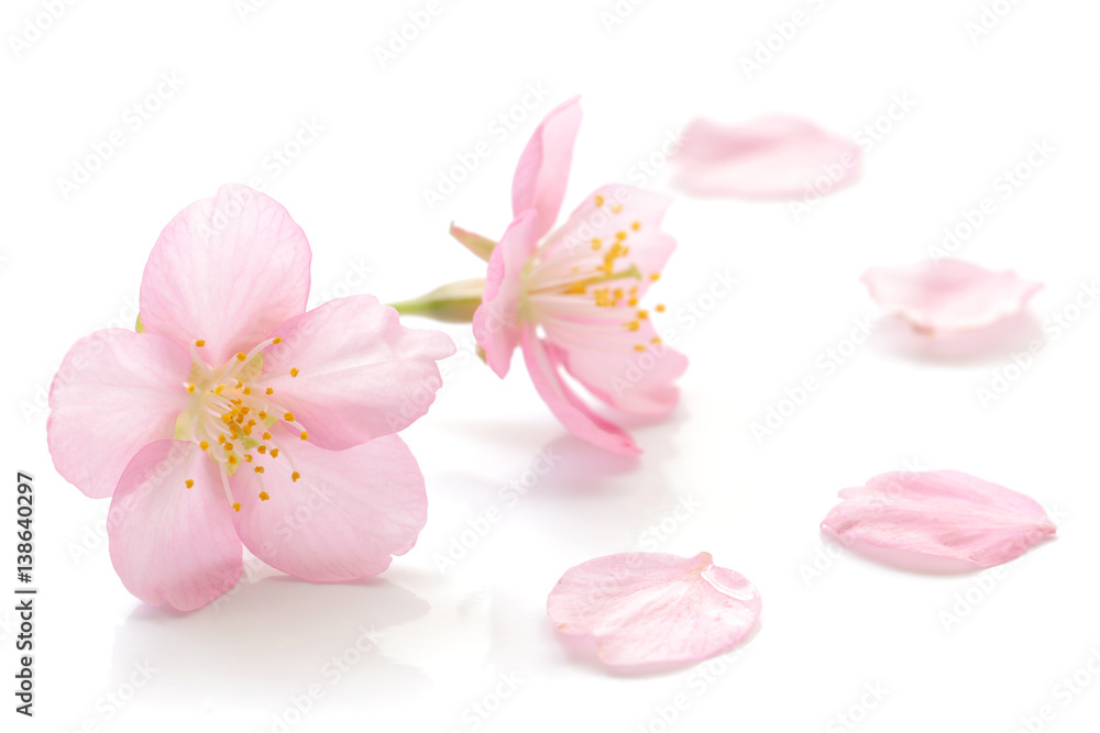 Japanese cherry blossom and petals