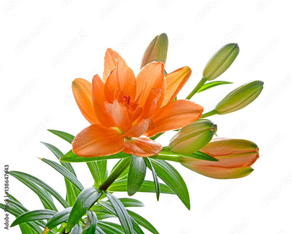 Lilly flower with buds isolated on a white background