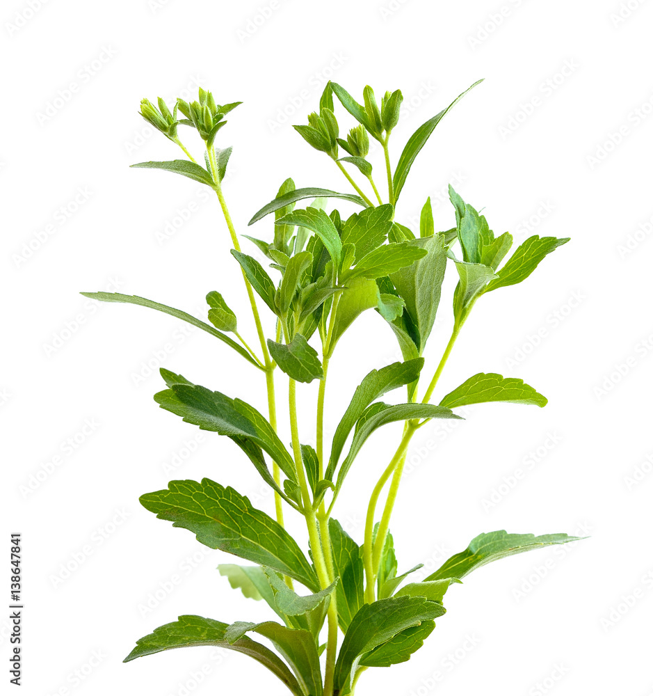 fresh green Stevia rebaudiana leaves on white background