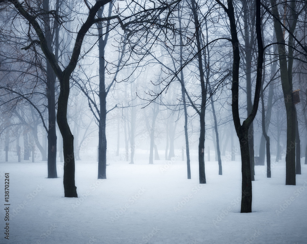 雾中的冬季森林。寒冷的早晨雾蒙蒙的树木。迷人的雾蒙蒙的树林。美丽的神秘兰