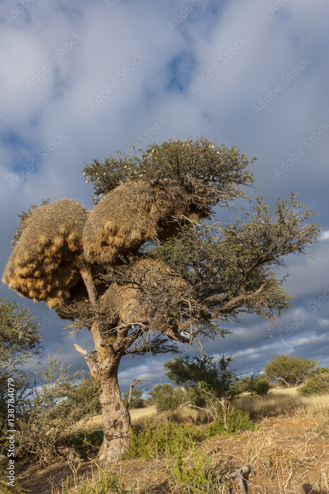Sociable weaver (Philetairus socius) nests in a camel thorn or giraffe thorn tree (Vachellia eriolob