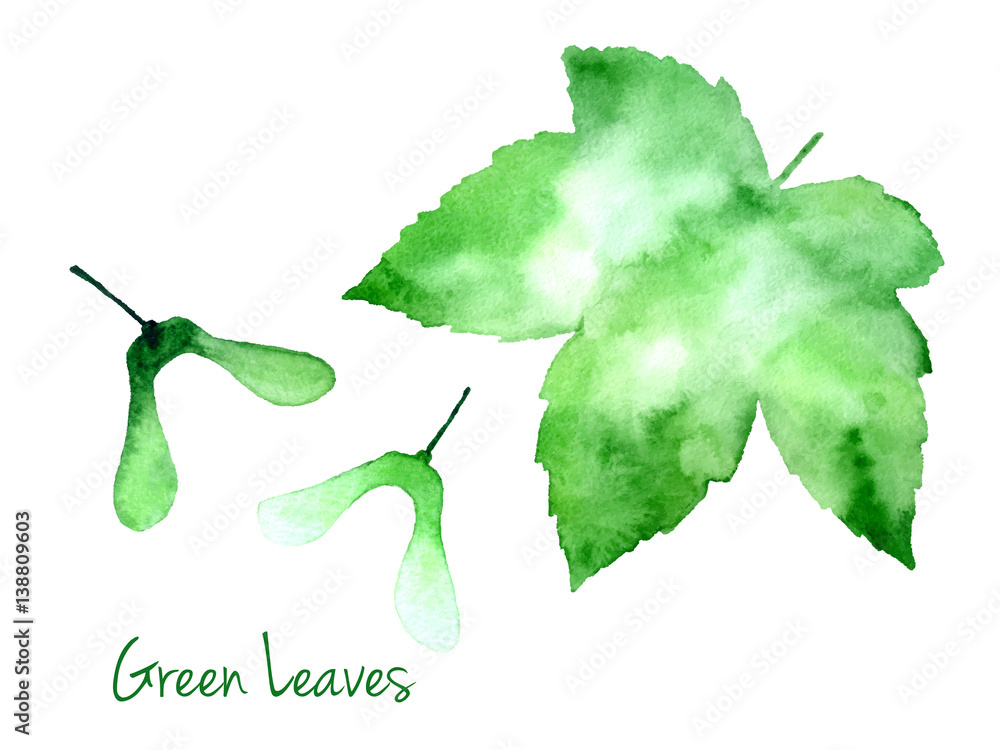 一套绿色矢量抽象水彩枫叶和白色背景上分离的种子