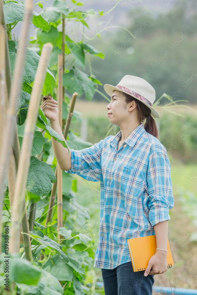 亚洲农民妇女在农业花园里检查西葫芦。植物生长。