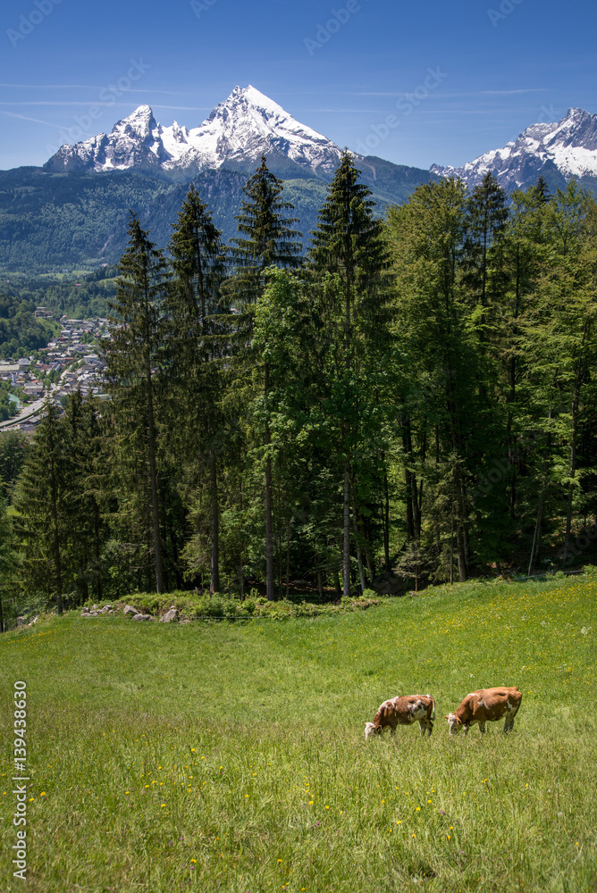 Cows in front of the impressive watzmann, Germany
