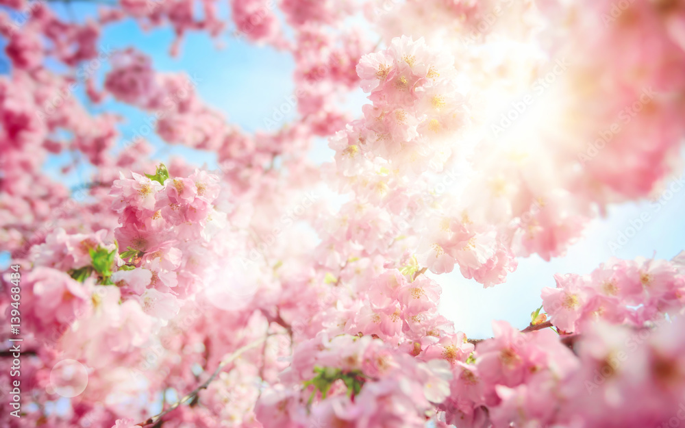 Die Sonne scheint durch frische Kirschblüten