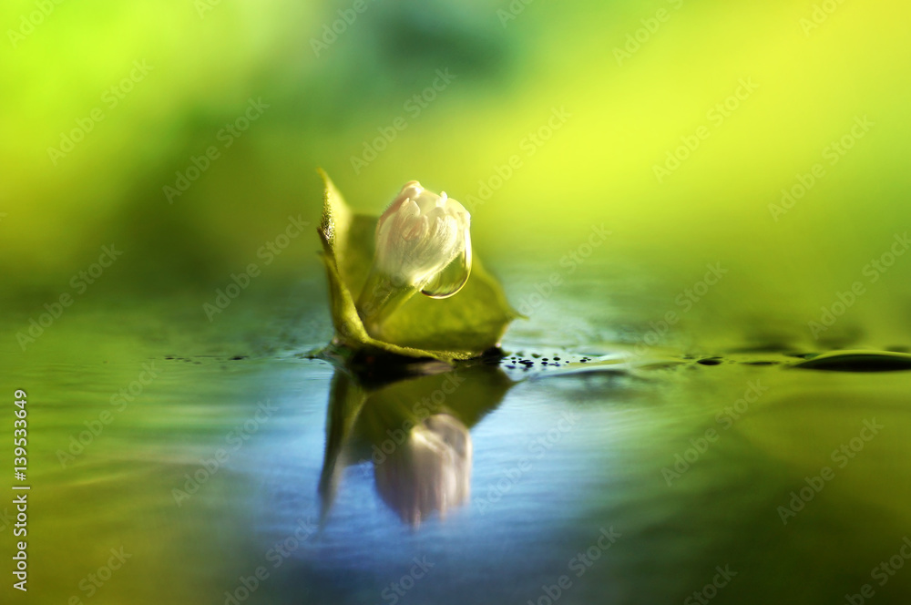 Bud of water lilies on the lake water with reflection and drop of dew in morning summer spring close