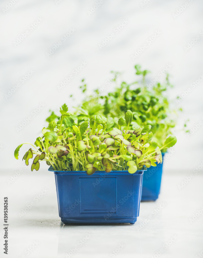 Fresh spring green live radish kress sprouts in blue plastic pots over white marble background for h