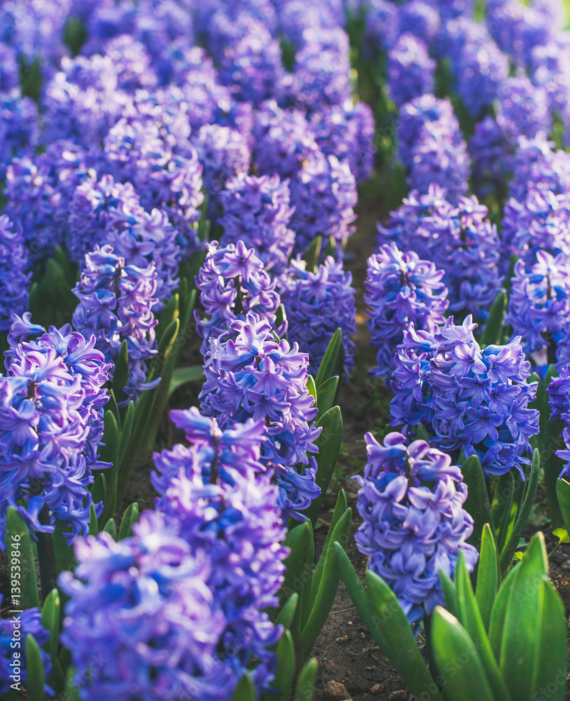 城市街道花坛上春天盛开的淡紫色风信子花。自然花卉背景