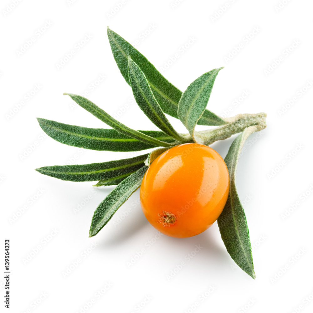 Sea buckthorn. Fresh ripe berry with leaves isolated on white background.