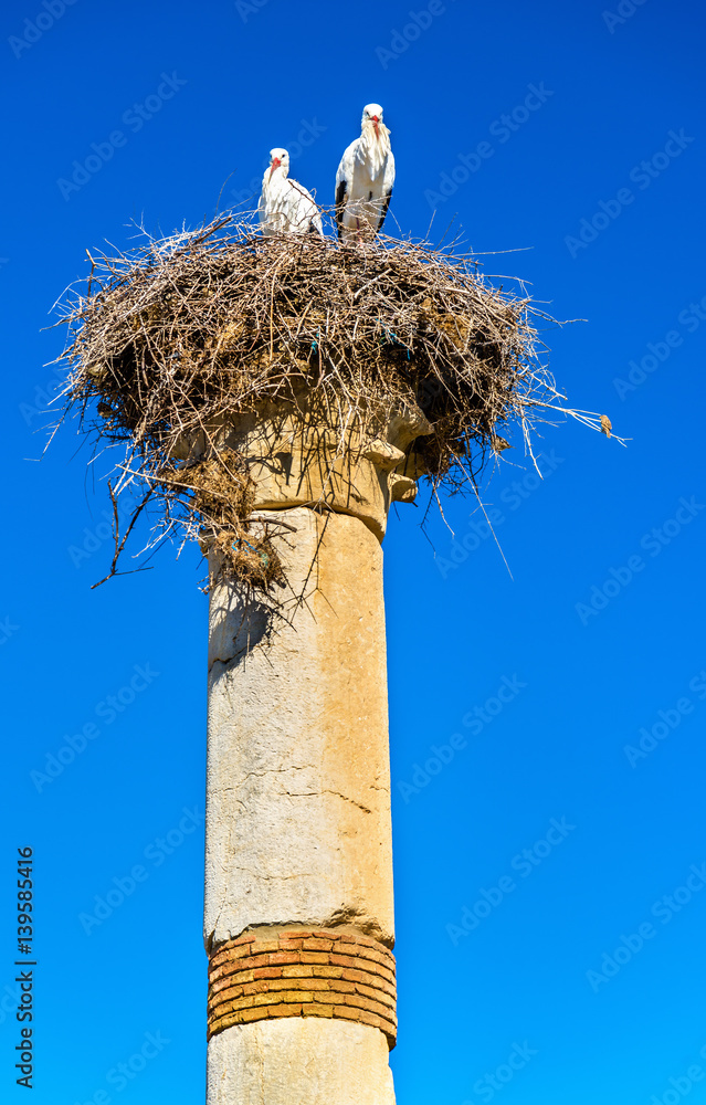 Storks on a pillar of Roman Basilica at Volubilis, Morocco