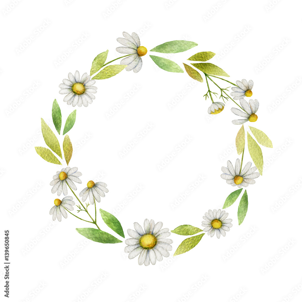 白色背景上由花朵和叶子组成的水彩画洋甘菊圆形框架。