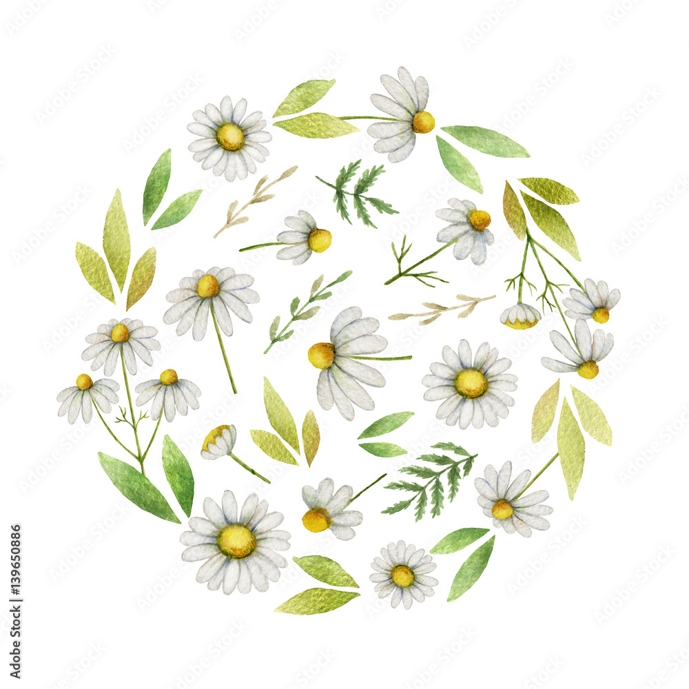 Watercolor chamomile round card of flowers and leaves isolated on white background.