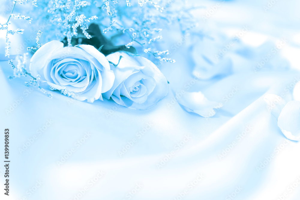 柔和甜美的玫瑰花，用于爱情浪漫或婚礼背景