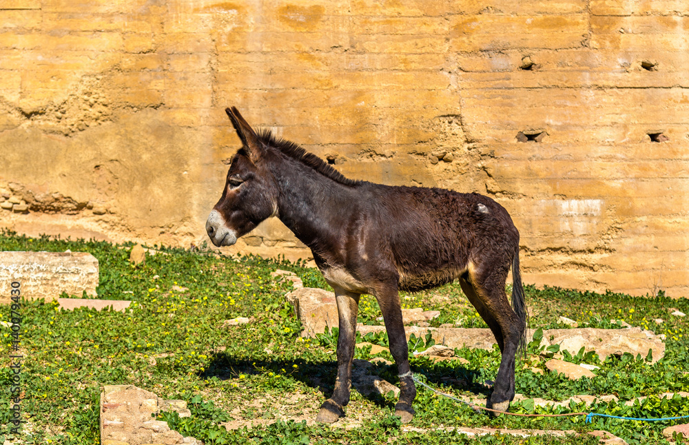 Donkey at the city walls of Fes, Morocco