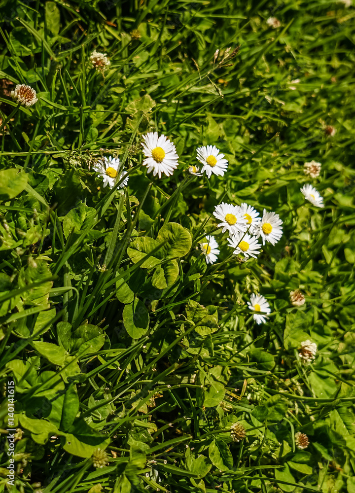 绿草上的白花