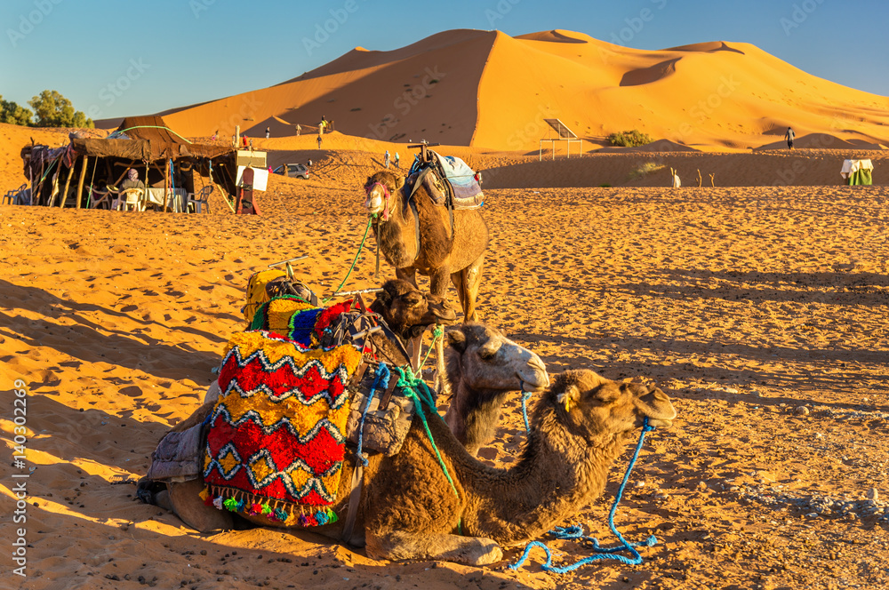 Dromedary camels resting at Erg Chebbi dunes of Sahara desert. Merzouga, Morocco