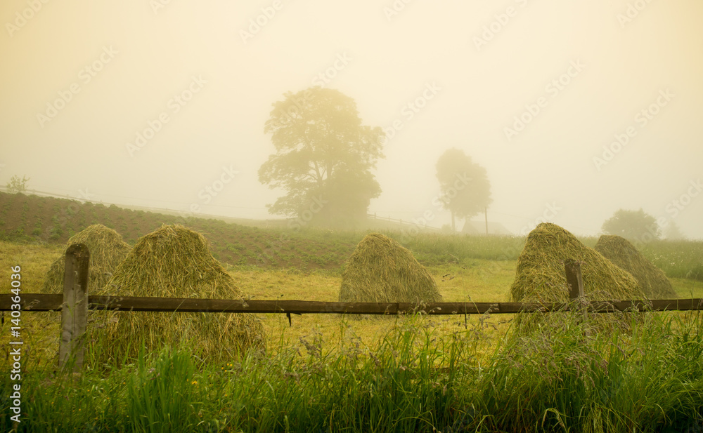 清晨在乡村。雾中的草地和树木