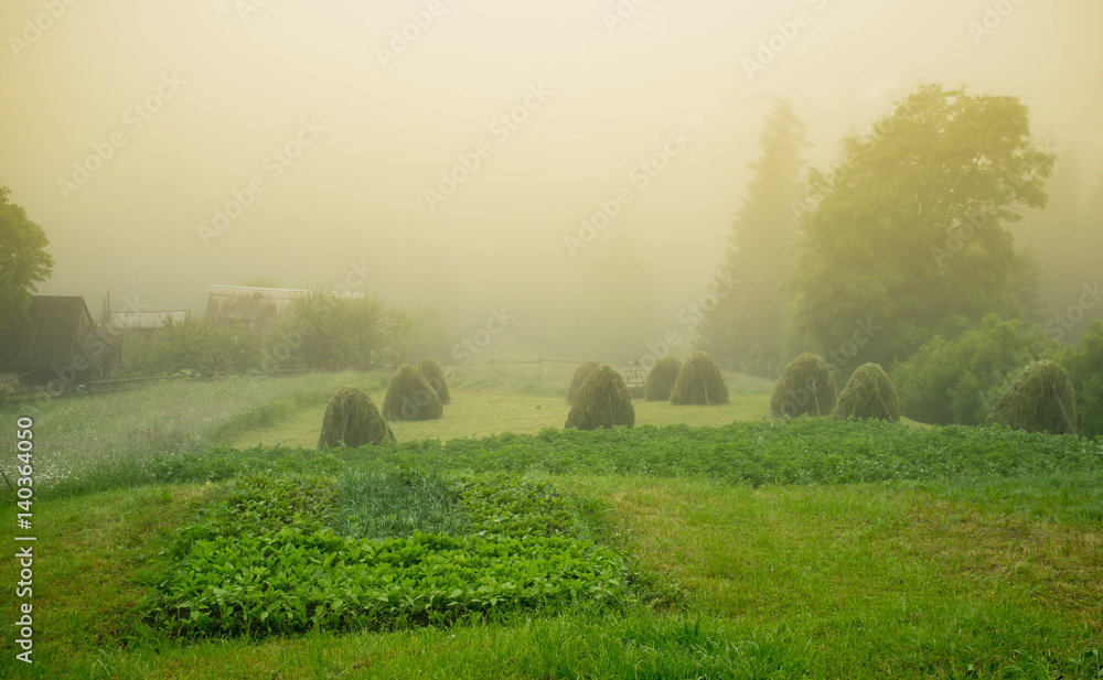 清晨在乡村。雾中的草地和树木