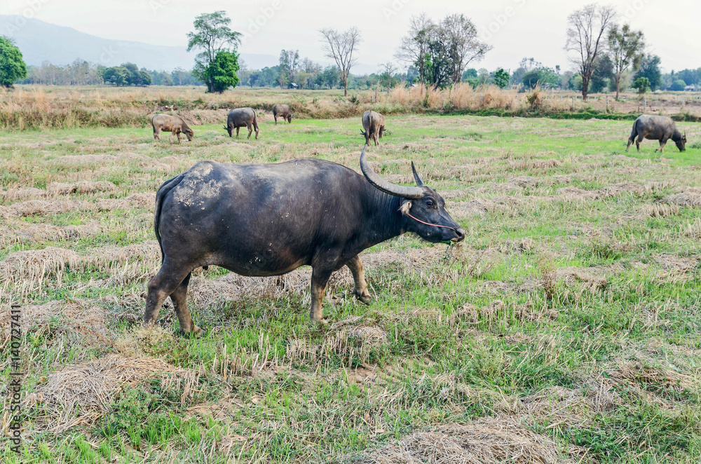 泰国水牛在自然领域