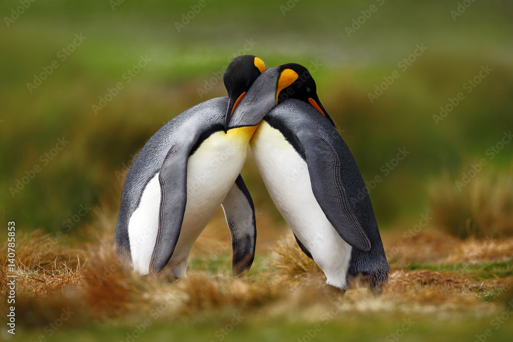 动物之爱。国王企鹅夫妇拥抱，野生的自然，绿色的背景。两只企鹅做爱。