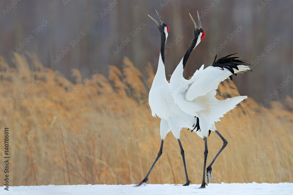Bird behaviour in the nature grass habitat. Dancing pair of Red-crowned crane with open wing in flig