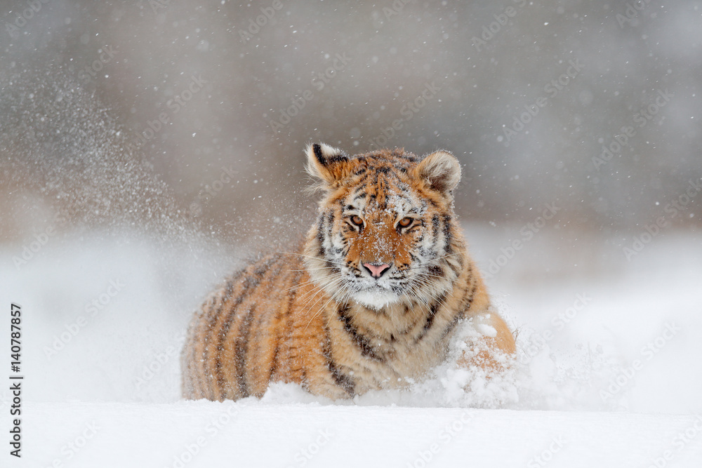 Running tiger with snowy face. Tiger in wild winter nature.  Amur tiger running in the snow. Action 