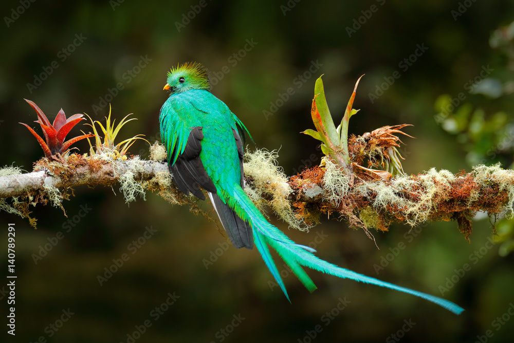 长尾巴的异国鸟类。闪亮的奎扎尔，Pharomachrus mocinno，华丽的神圣绿色鸟类