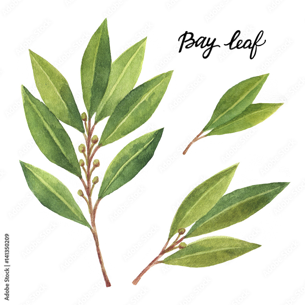 Watercolor card with Bay leaf isolated on white background.
