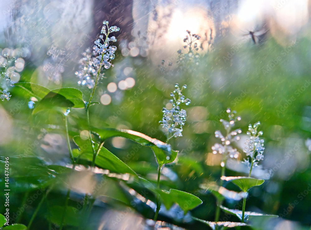 自然背景，浅浅的田野森林花朵在雨中绽放。
