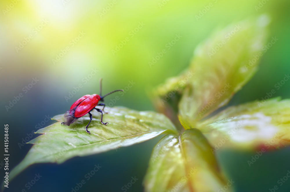 红色甲虫Lilioceris lili在绿色的叶子上在大自然的阳光下在夏天的春天的宏观上在绿色上