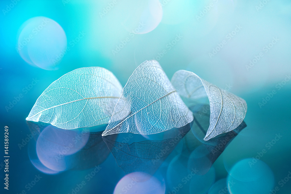 镜面上的白色透明叶子，在蓝色背景上反射，带有圆形眩光散焦