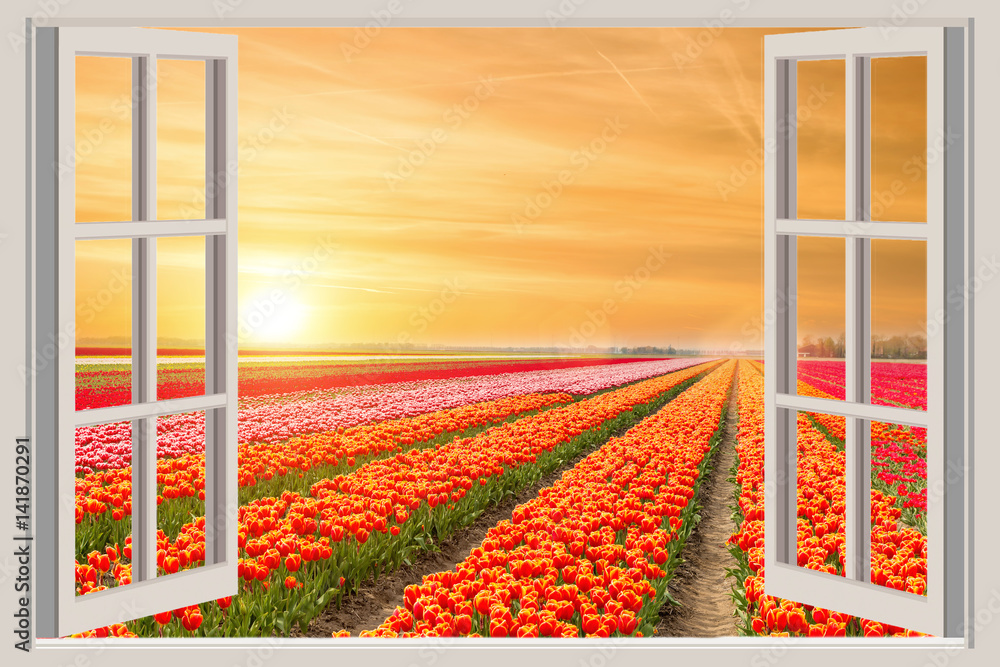 荷兰美丽的春天郁金香花园的窗户。
